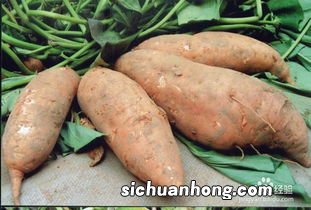 吃红苕尖有什么好处