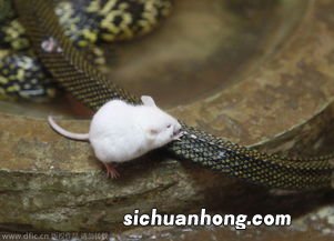 吃大王蛇补什么用
