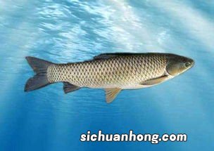 草鱼起什么菜名