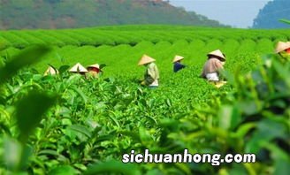 茶叶什么时候不能采摘