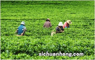 茶叶什么时候不能采摘