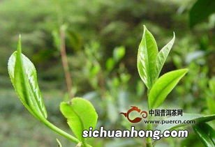 英山云雾是什么茶6