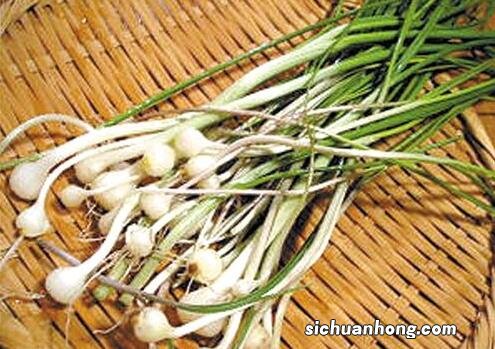 野小蒜怎么做菜