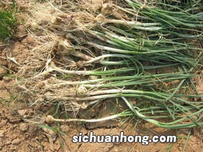 野蒜怎么吃有营养价值