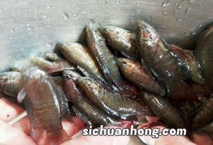 野生小鱼怎么清洗