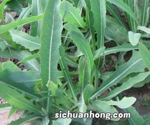 野苦菜怎么吃好吃