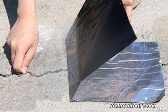 狗血统证书去哪里办