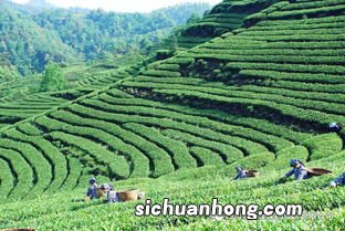 我国什么地方产茶叶