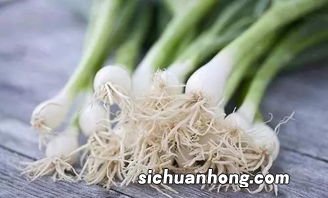 葱根有什么功效与作用