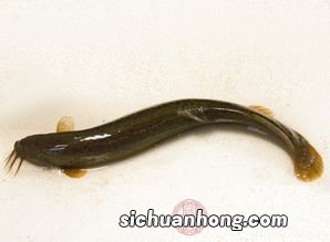 鱼鳅和什么食物相克