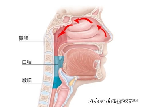 有什么茶可以治咽喉炎