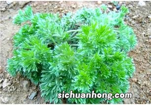 茵陈不能与什么同食