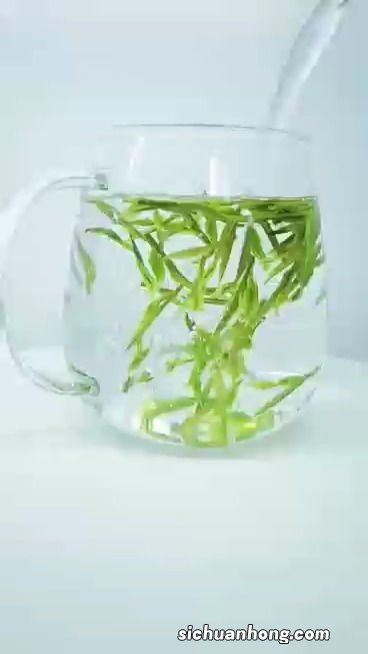 为什么安吉白茶要叫白茶