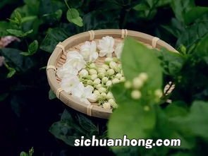 花茶什么时候产