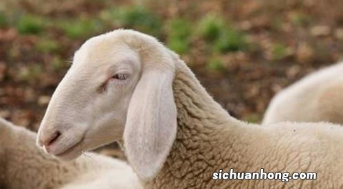 羊不能和什么一起吃