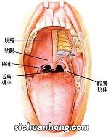 咽炎应该吃什么