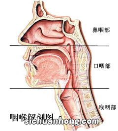 咽炎吃什么一