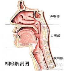咽炎吃什么喝什么水好
