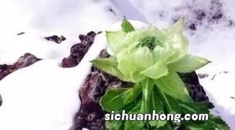 雪莲子要怎么做