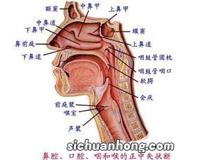 咽喉炎手术后能吃什么