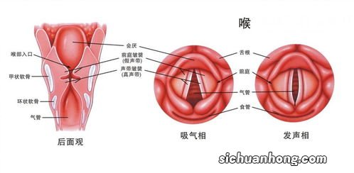 咽喉炎该吃什么食物好