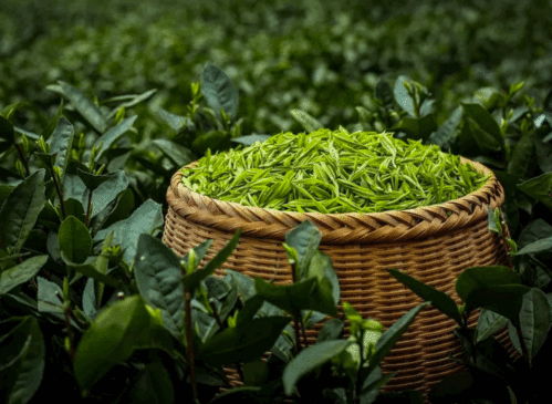 春茶一般摘到什么时候