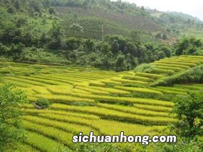 云南什么地方的茶叶好