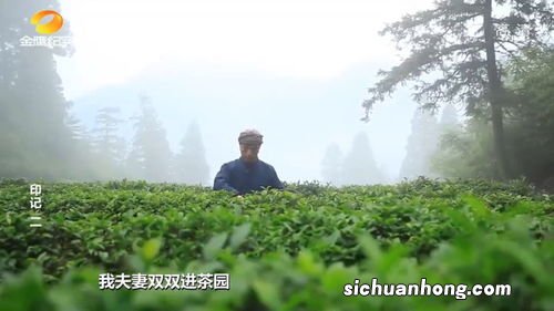 什么季节采茶时候