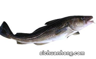 鳕鱼与什么相克