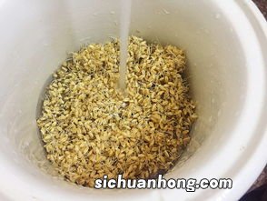 新鲜麦芽怎么做