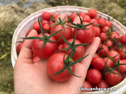 小圣女果叫什么