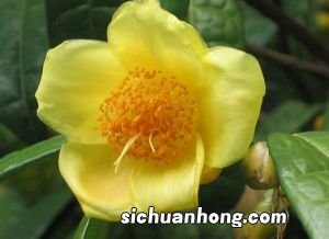 什么是金花茶砖