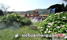 野生白牡丹有什么特点