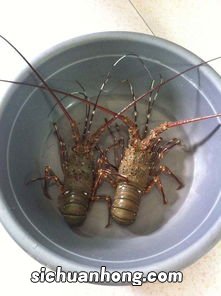 电饭煲蒸龙虾多久