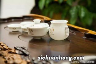 凉水泡什么茶