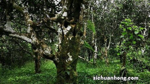 邦东古树茶属于什么茶