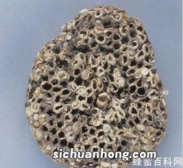 地灯笼有什么药用价值