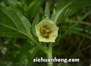 地灯笼有什么药用价值