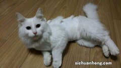 猫喝油不舒服怎么办