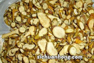 桑寄生泡茶有什么功效与作用