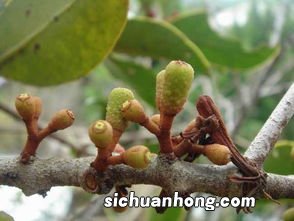 桑寄生泡茶有什么功效与作用