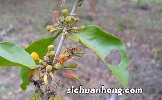 桑寄生泡茶有什么功效与作用