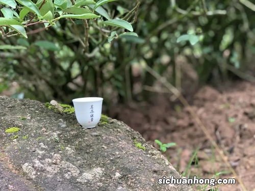 麻花一样茶叶叫什么意思