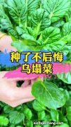 第一次种乌塌菜什么时候成熟可吃