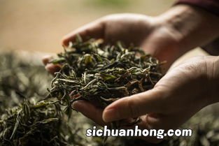 茶叶中的酶是什么意思