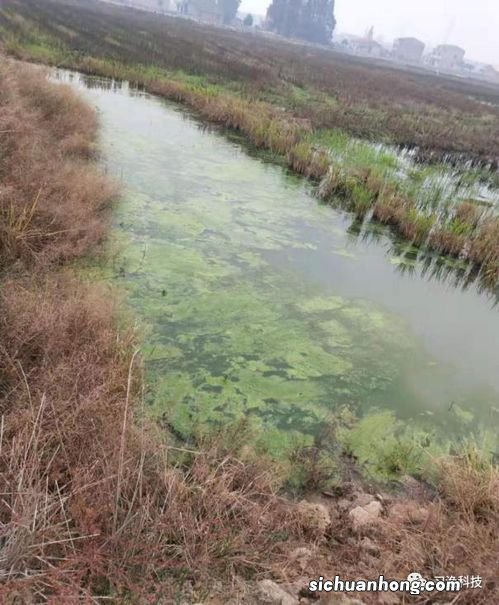 紫菜养殖有青苔怎么办