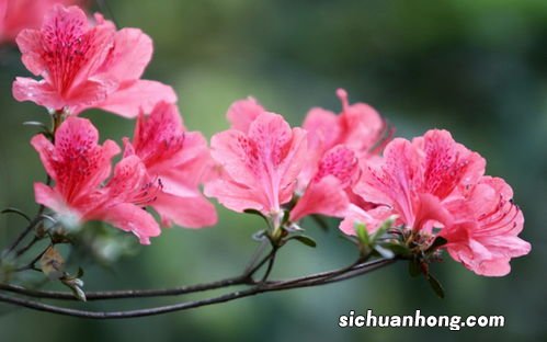 杜鹃花茶有什么作用