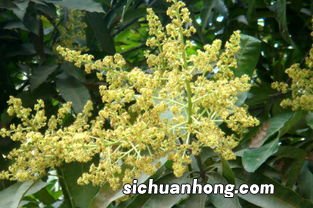 芒果的花是什么样的