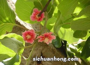 芒果的花是什么样的