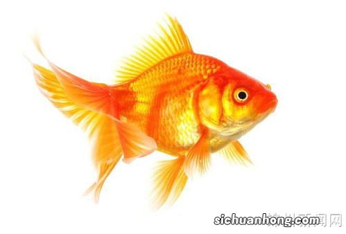 金鱼爱吃什么食物